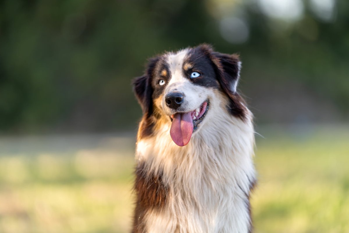 Photo de Toky du domaine de Keravel