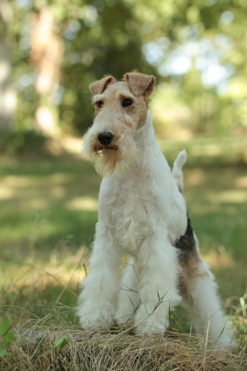 Image de présentation 2