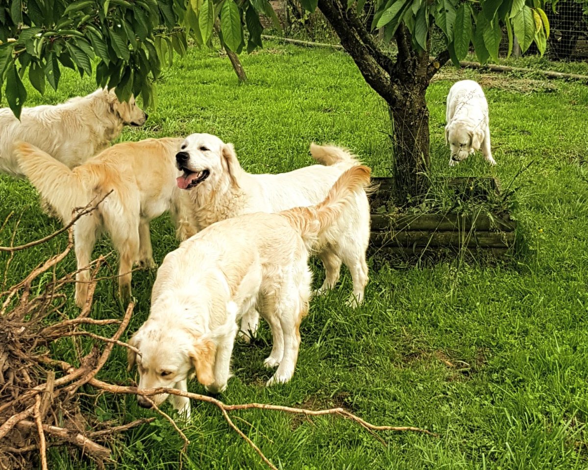 avatar de l'élevage