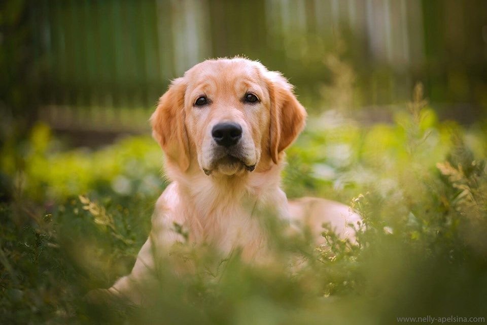 avatar de l'élevage