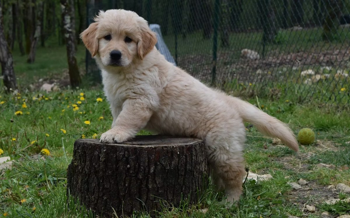 Image de présentation 4