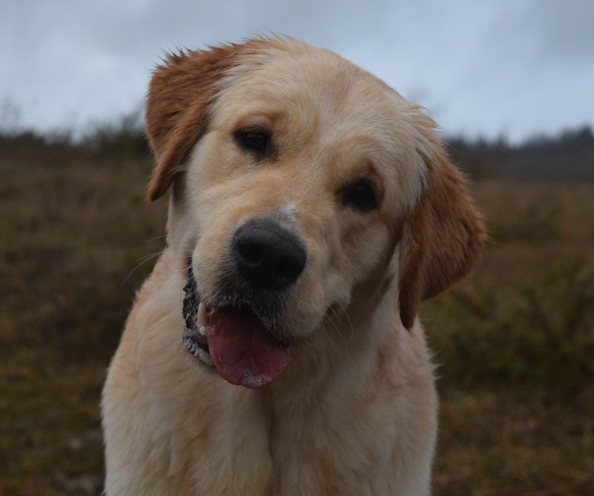 Photo de profile de Catch The Dream