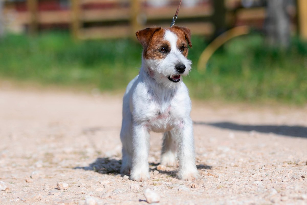 Image de présentation 4