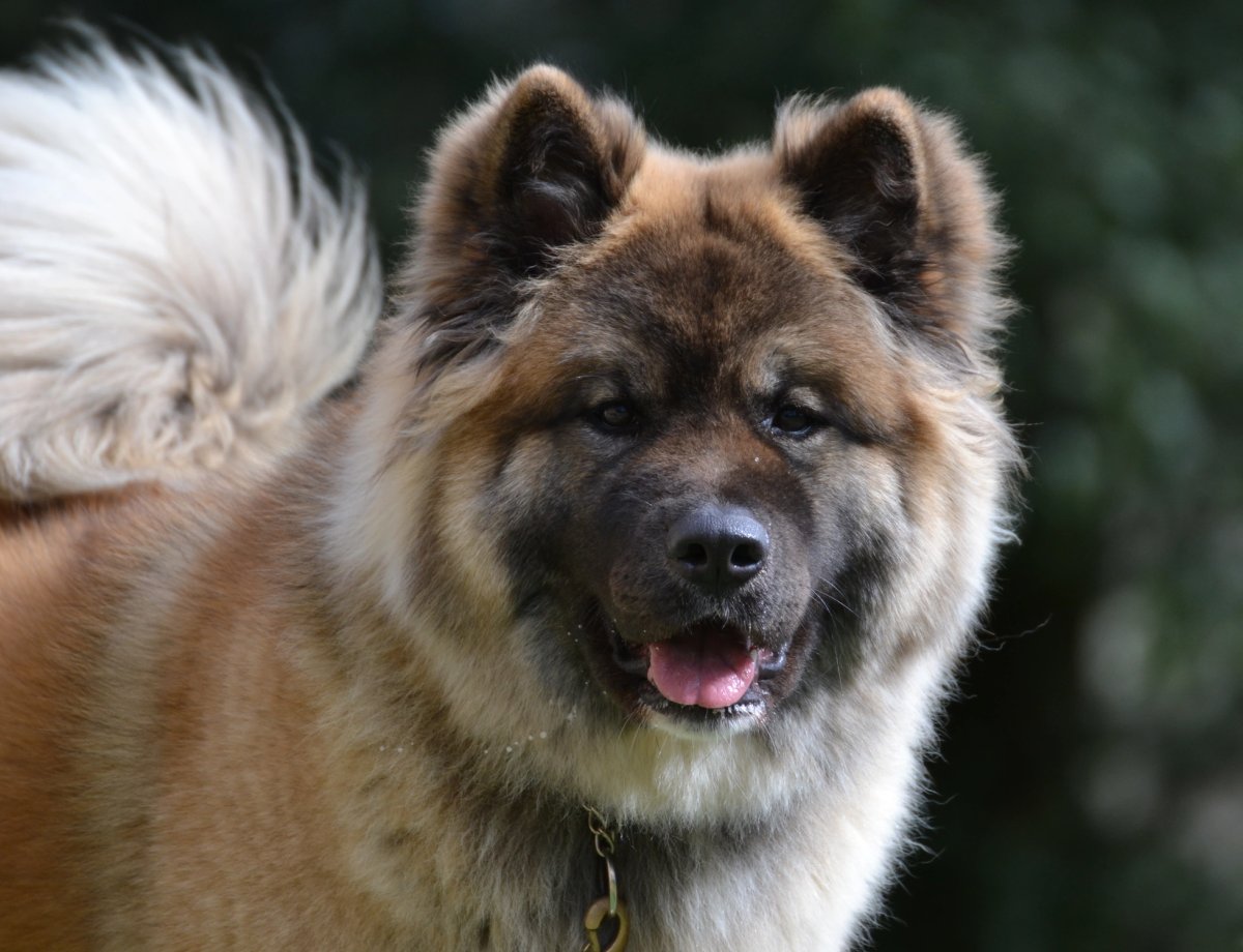 Photo de UP AGAIN DU LAC BRULE  (SILKY)