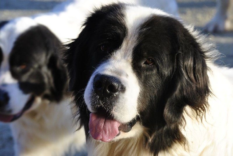 avatar de l'élevage