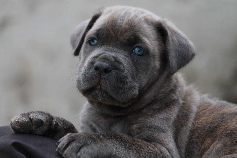 avatar de l'élevage