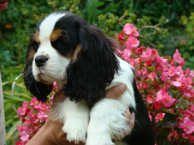 Image de présentation 1