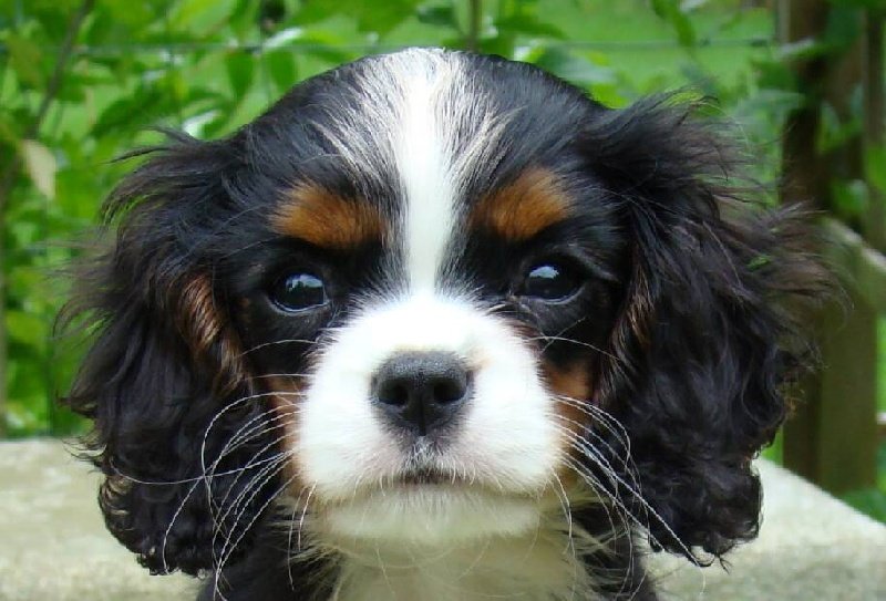 Image de présentation 2