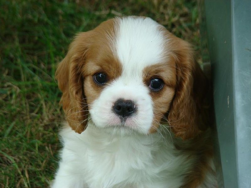 Image de présentation 4