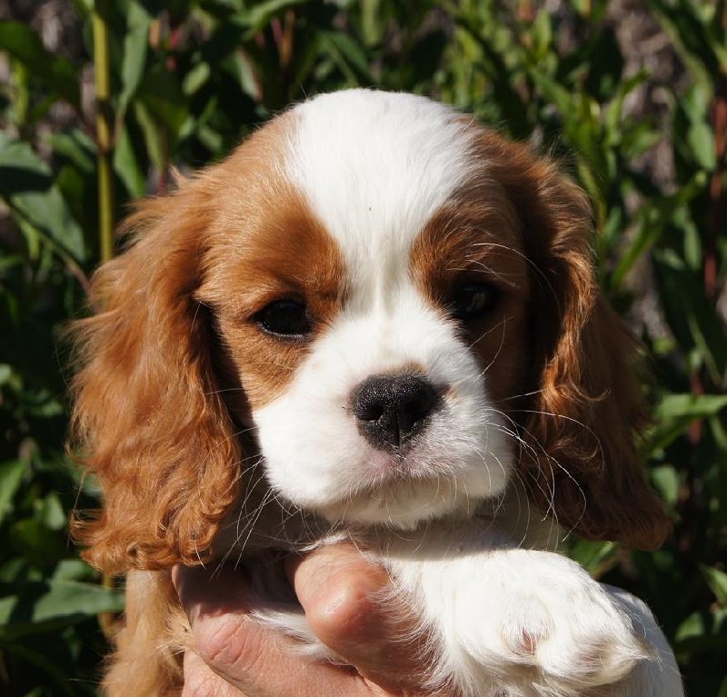 avatar de l'élevage