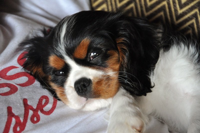 Image de présentation 3