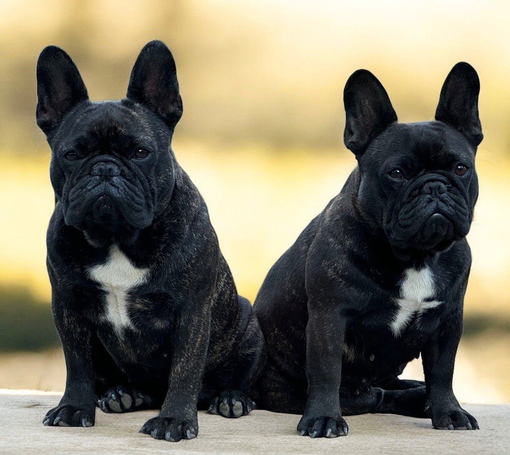 Image de présentation 1