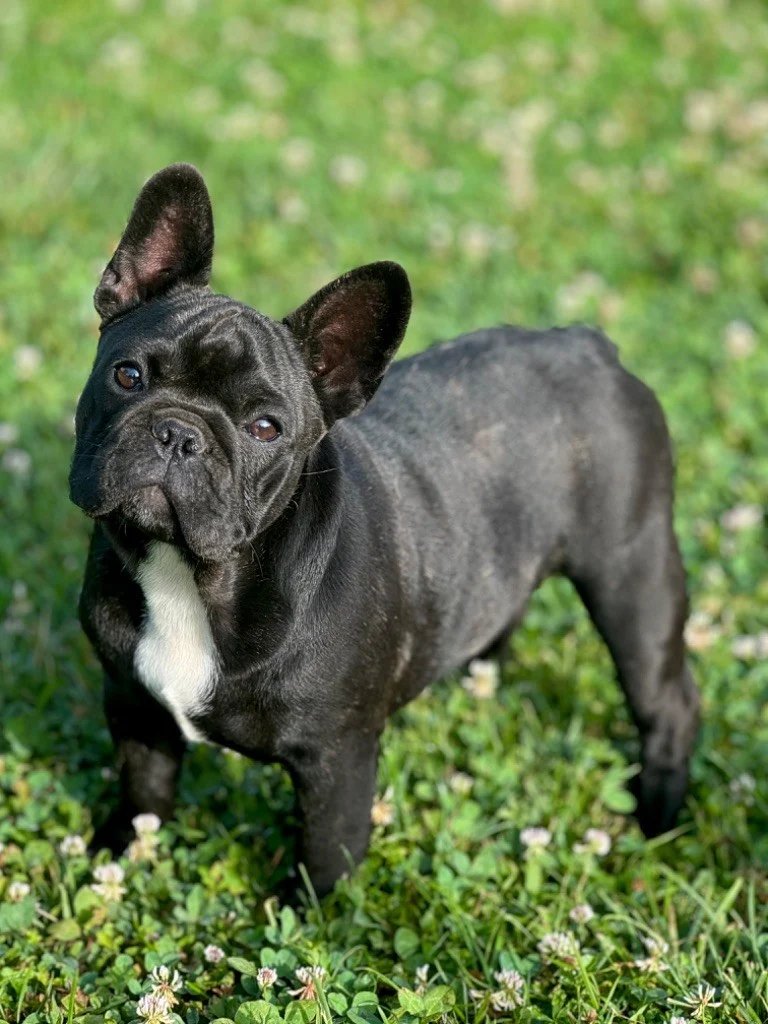 Image de présentation 3