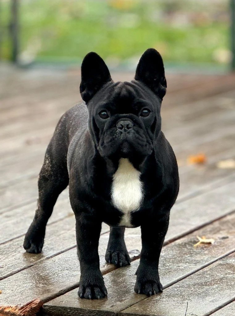 Image de présentation 4