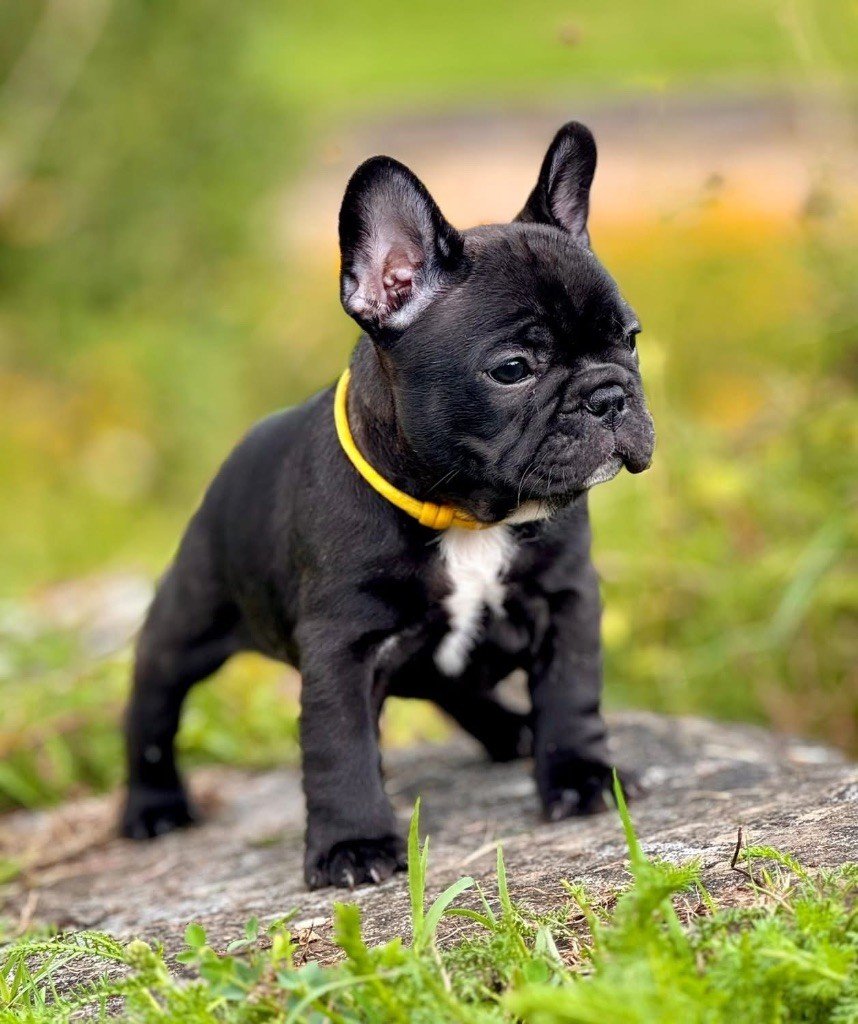 Image de présentation 2