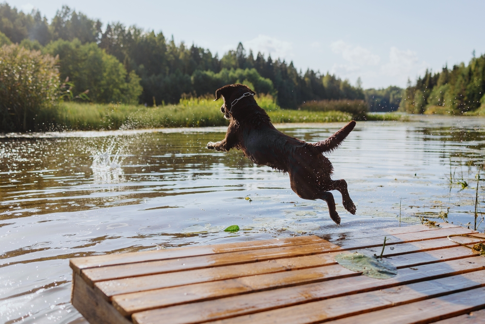 Photo de Labrador
