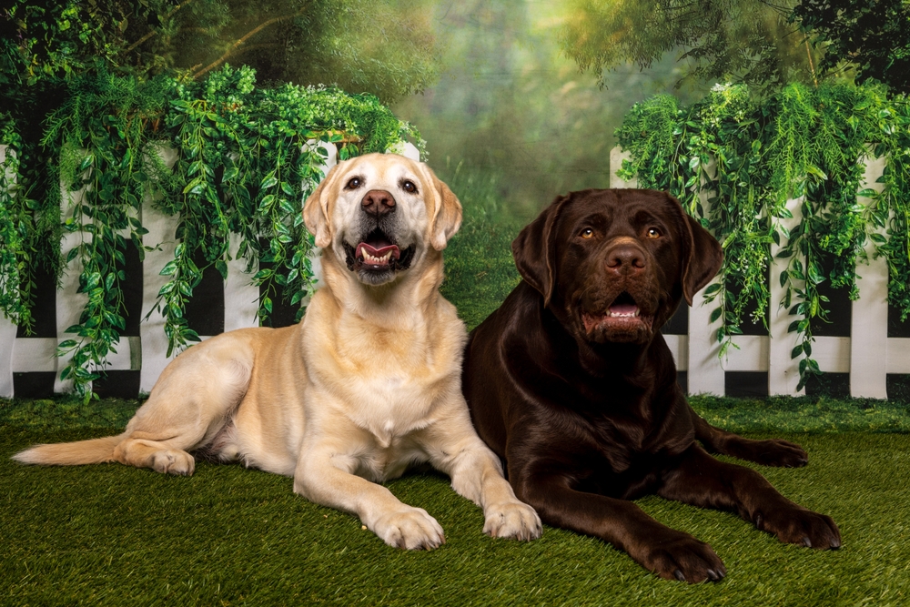Photo de Labrador prise par Shutterstock