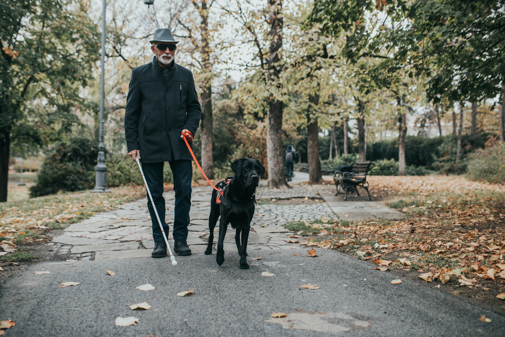 Photo de Labrador prise par Shutterstock