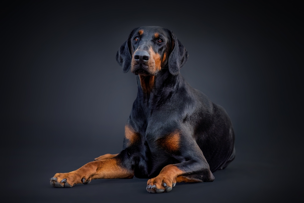 Photo de Dobermann