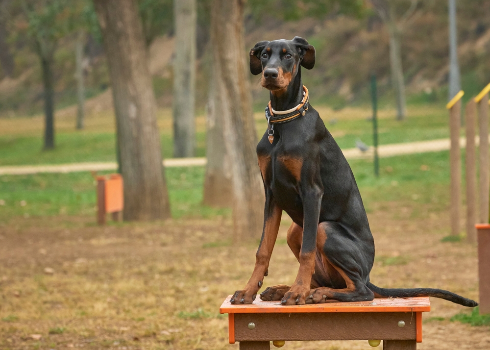 Photo de Dobermann prise par Shutterstock