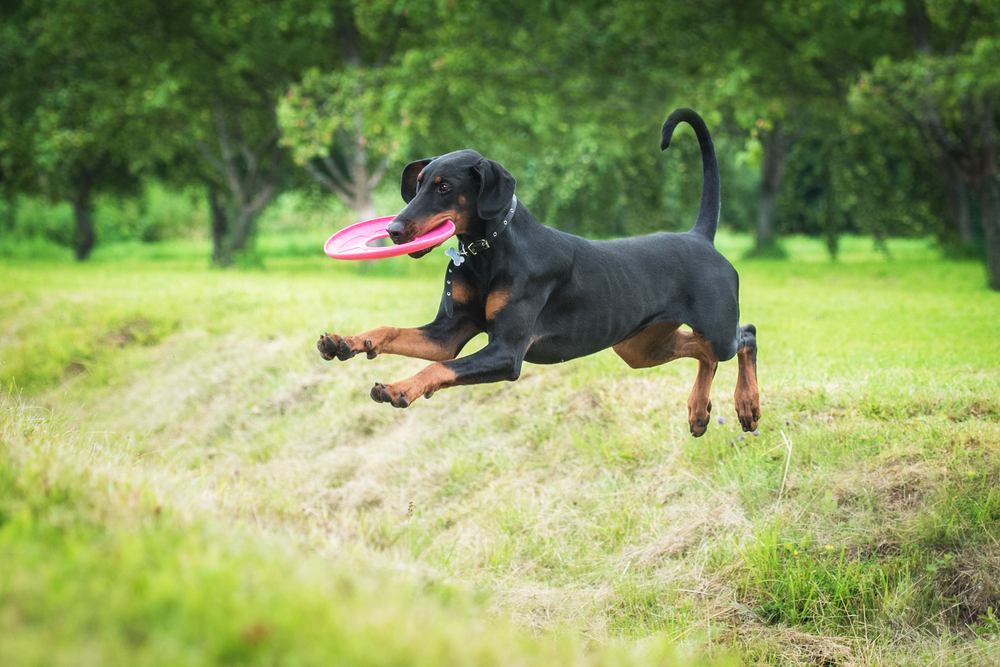 Photo de Dobermann prise par Shutterstock