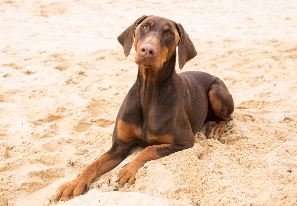 Photo de Dobermann prise par Shutterstock