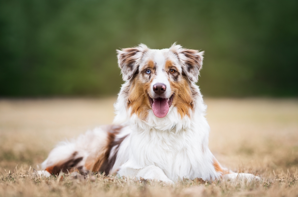 Photo de Berger australien prise par Shutterstock