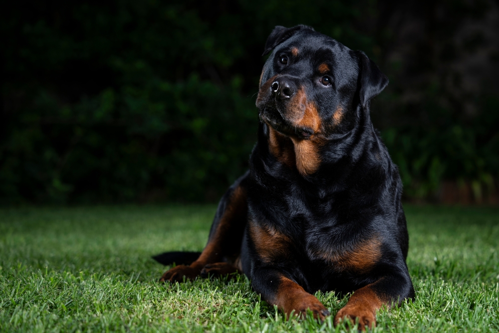 Photo de Rottweiler