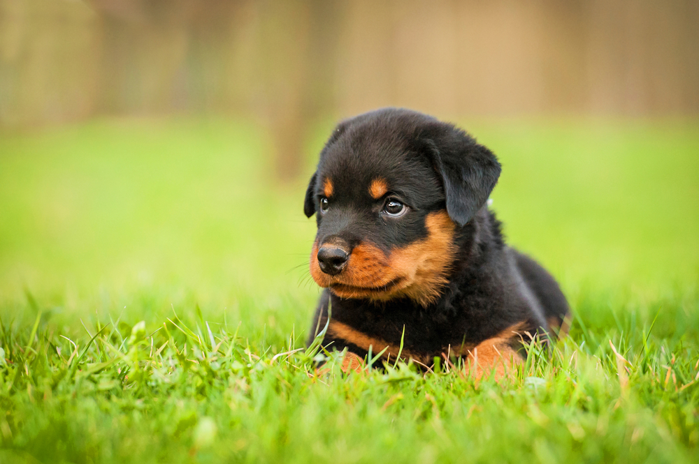 Photo de Rottweiler prise par null