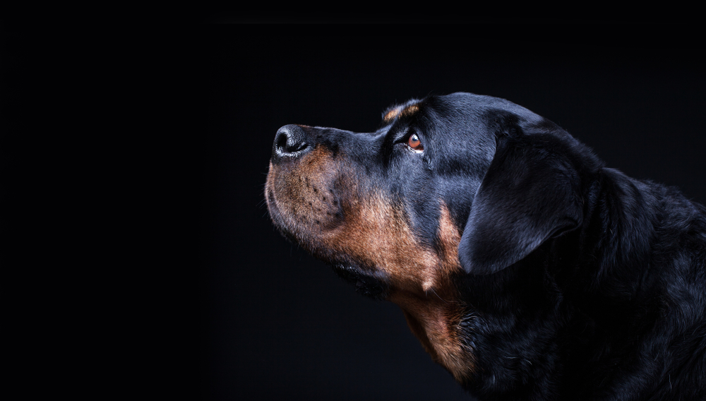 Photo de Rottweiler prise par null