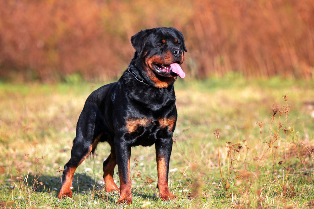 Photo de Rottweiler prise par null