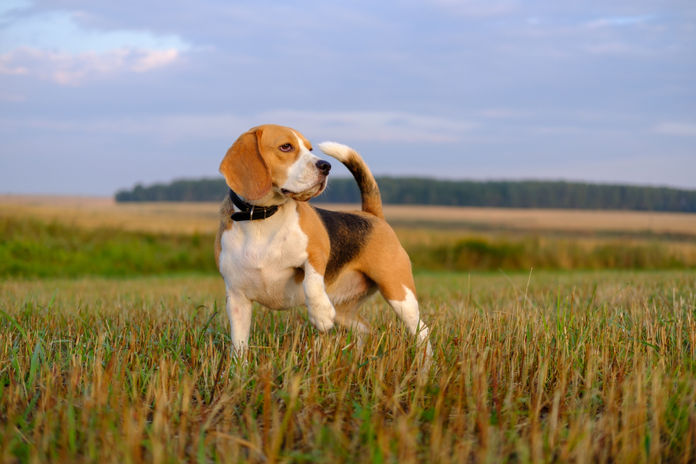 Photo de Beagle
