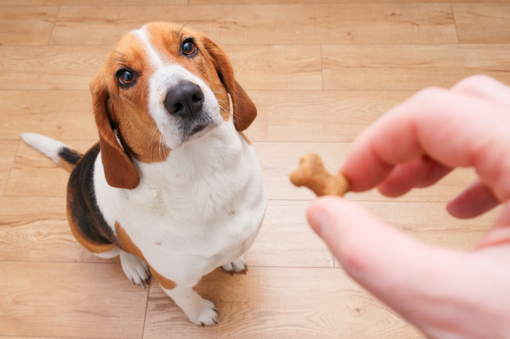 Photo de Beagle prise par null