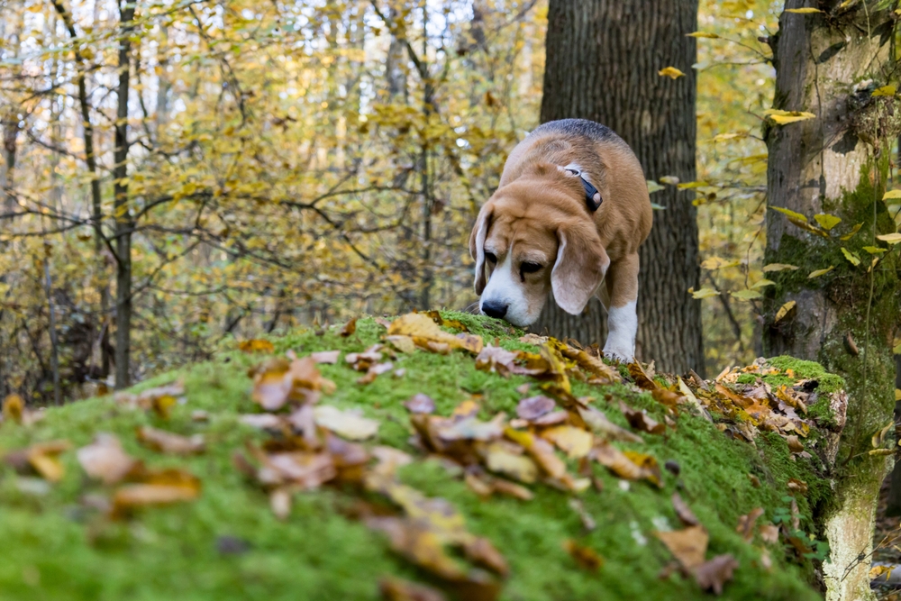Photo de Beagle prise par null