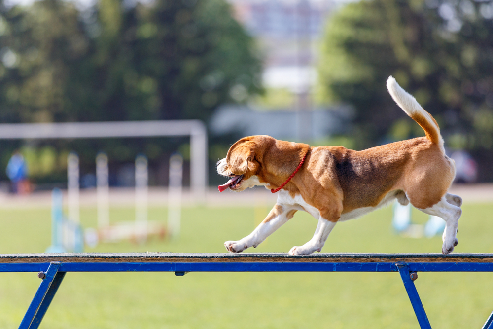 Photo de Beagle prise par null