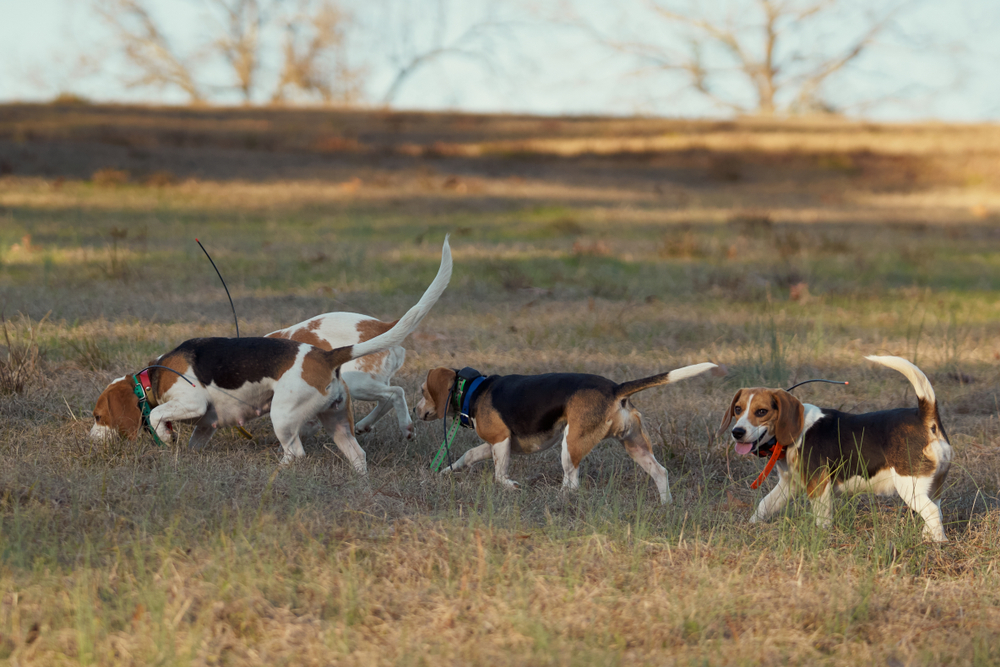 Photo de Beagle prise par null