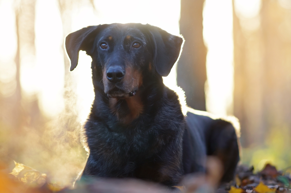 Photo de Beauceron