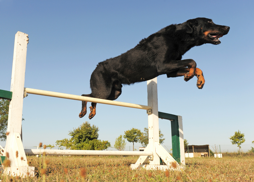 Photo de Beauceron prise par null