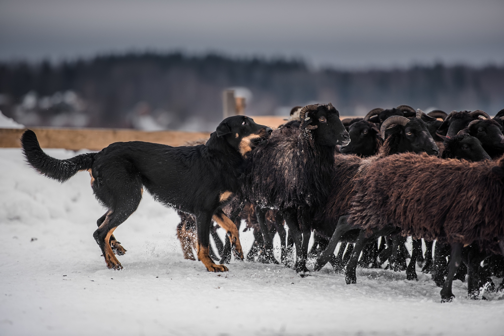 Photo de Beauceron prise par null