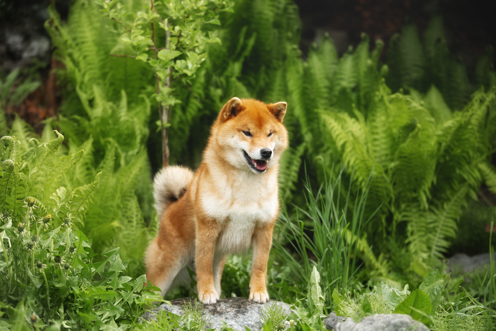 Photo de Shiba inu