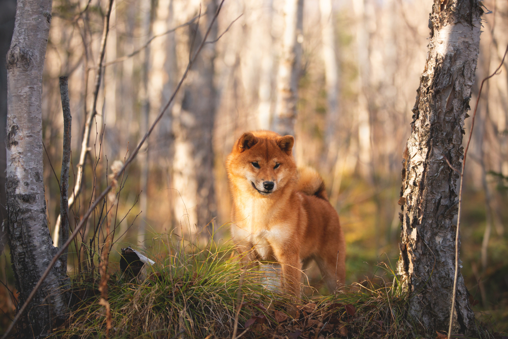 Photo de Shiba inu prise par null