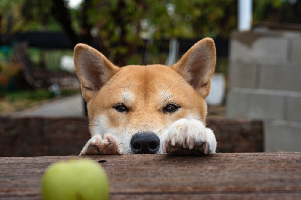 Photo de Shiba inu prise par null
