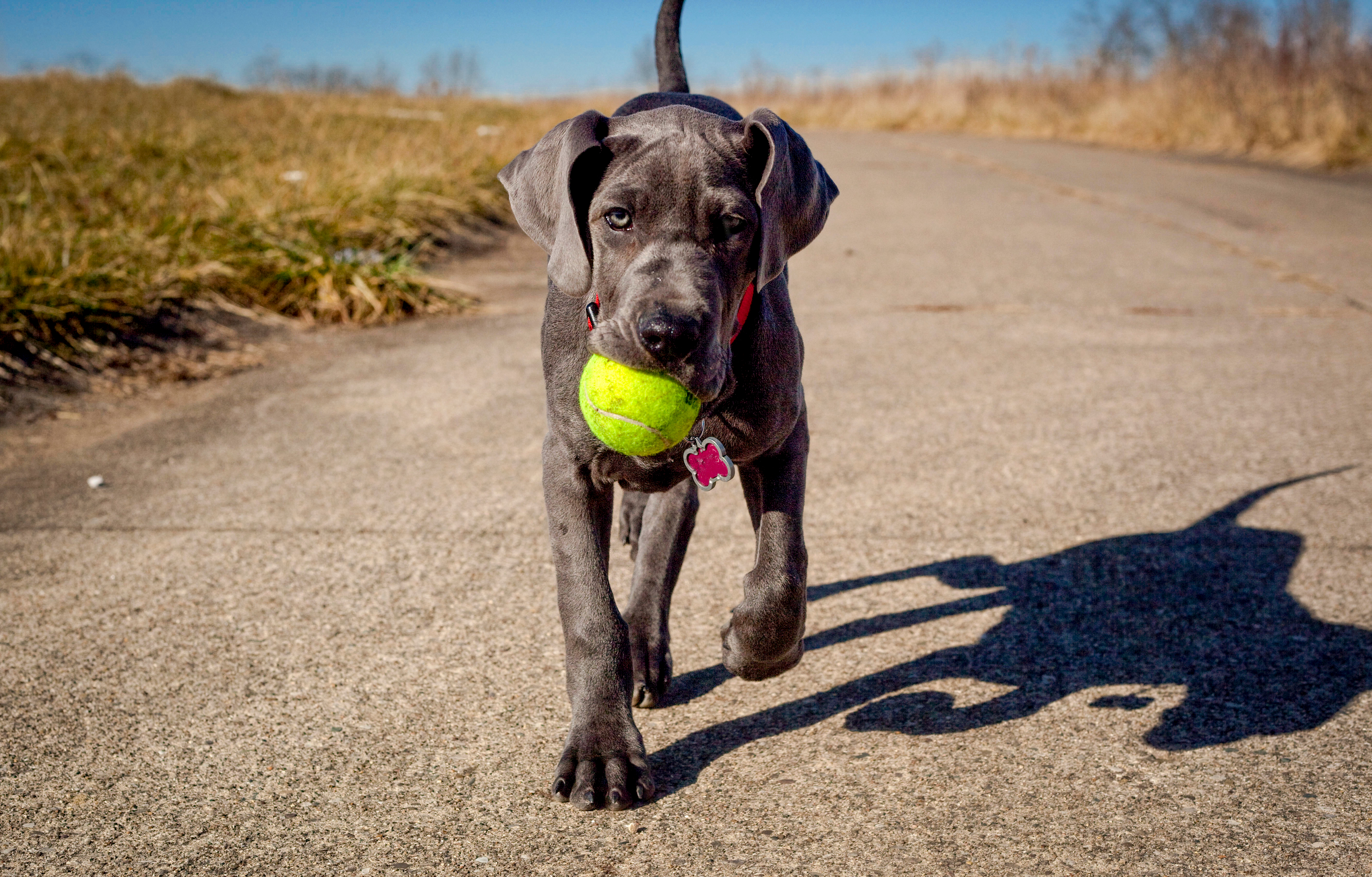 Photo de Dogue allemand