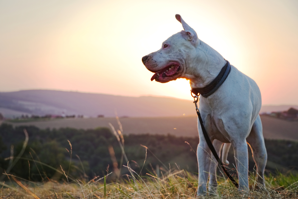 Photo de Dogue argentin