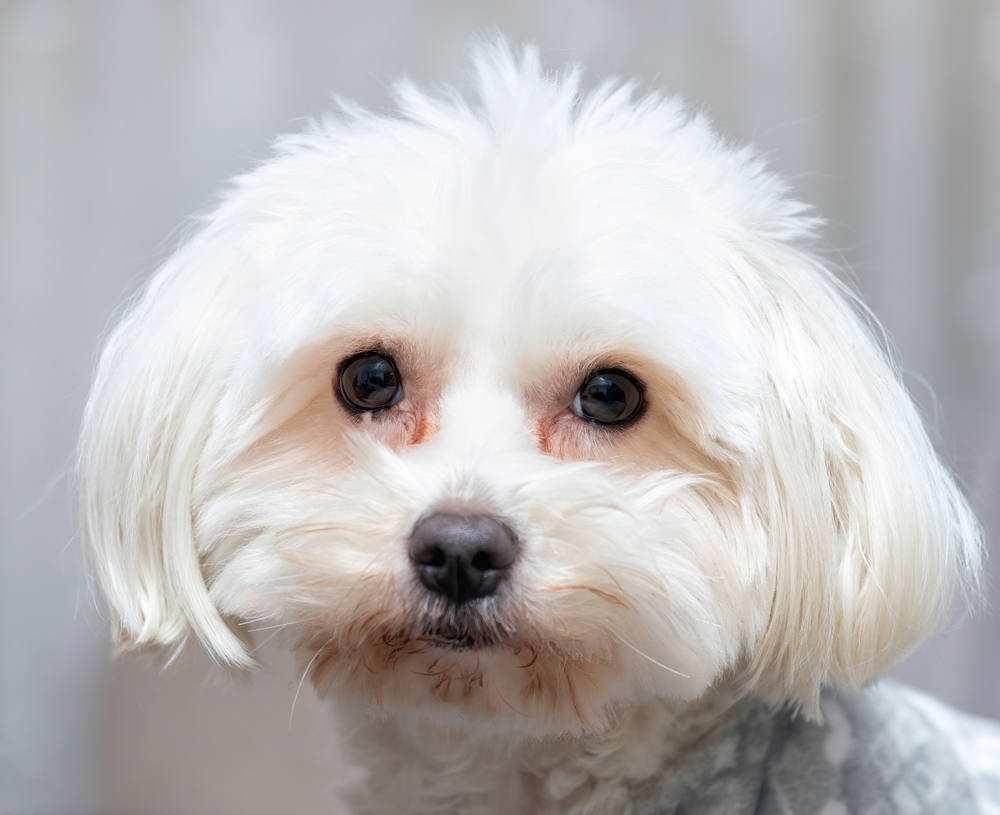 Photo de Bichon maltais