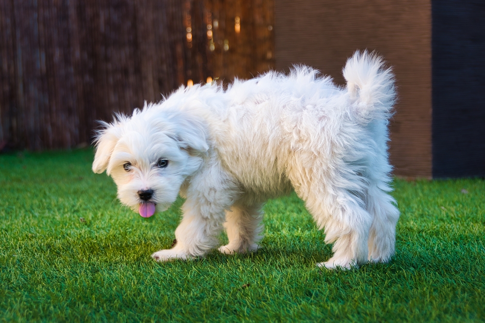 Photo de Bichon maltais prise par null