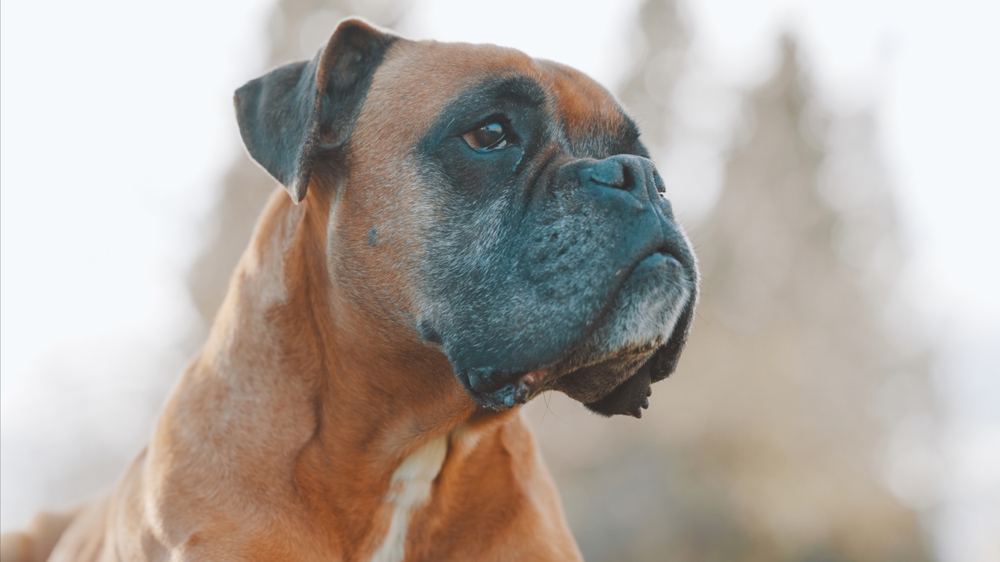 Photo de Boxer