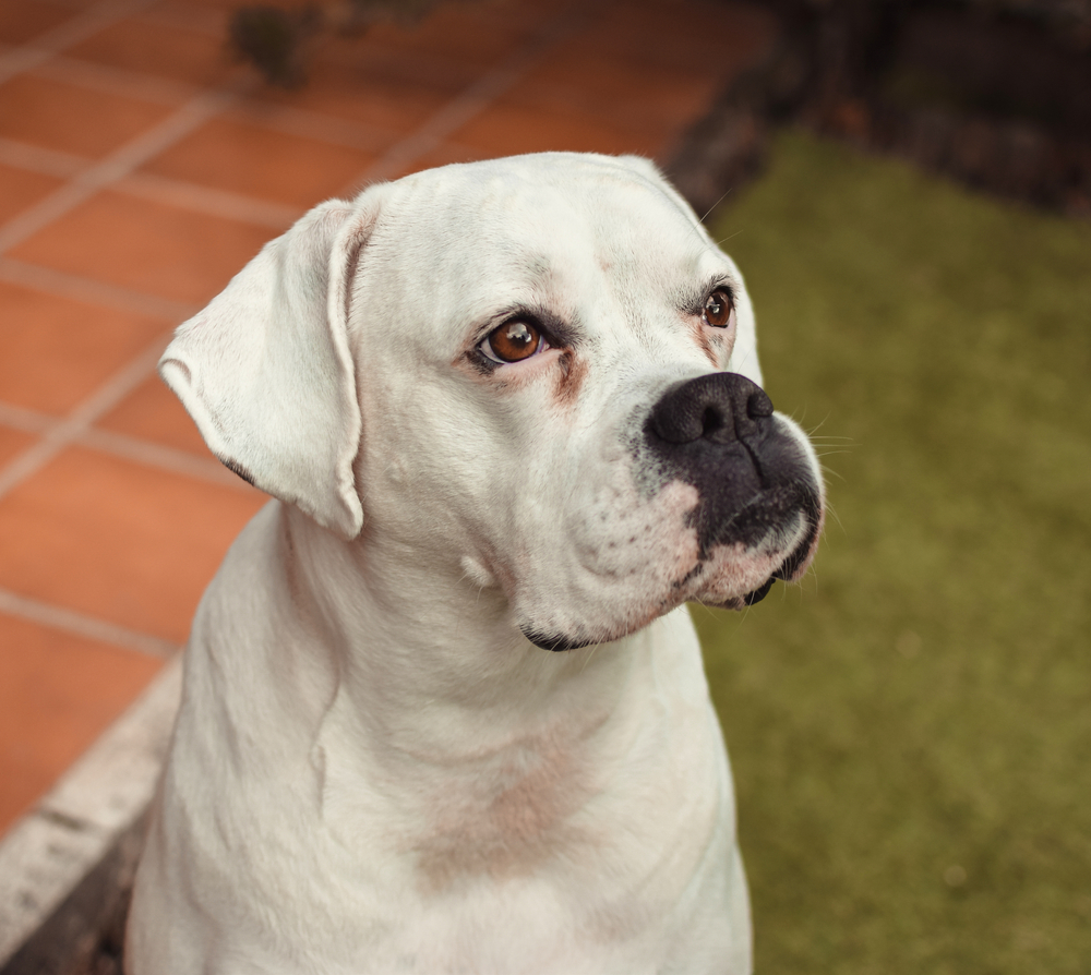 Photo de Boxer prise par null