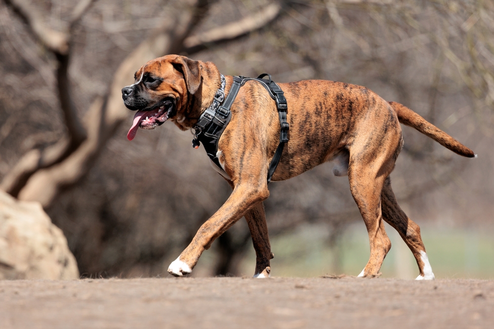 Photo de Boxer prise par null