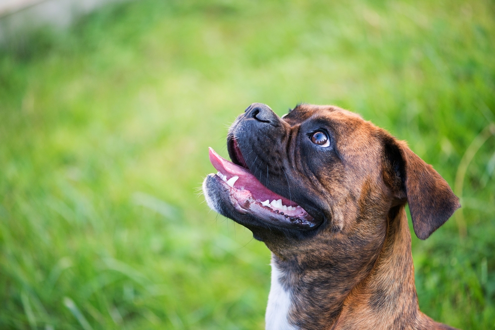Photo de Boxer prise par null